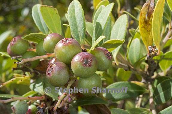 vaccinium consanguinium 2 graphic